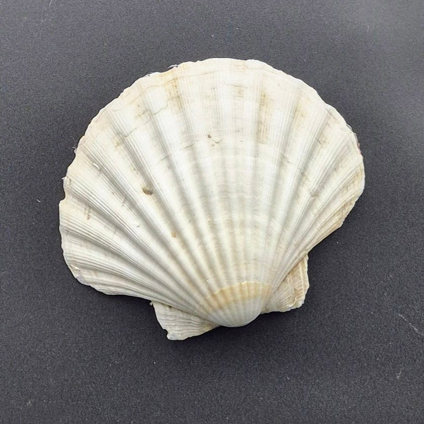 Sealife Cornish Scallop Shell Trinket Dish